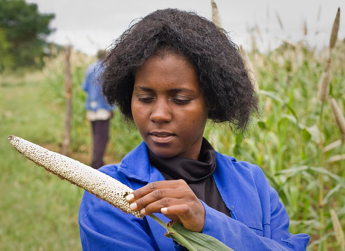 Checking pearl millet crop at Matopos Research Station in Zimbabwe